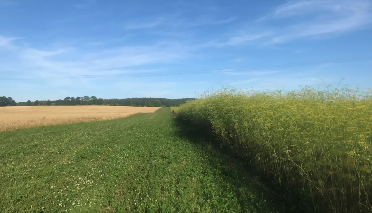 Getreidefelder von Weidehof Hermannshagen GbR