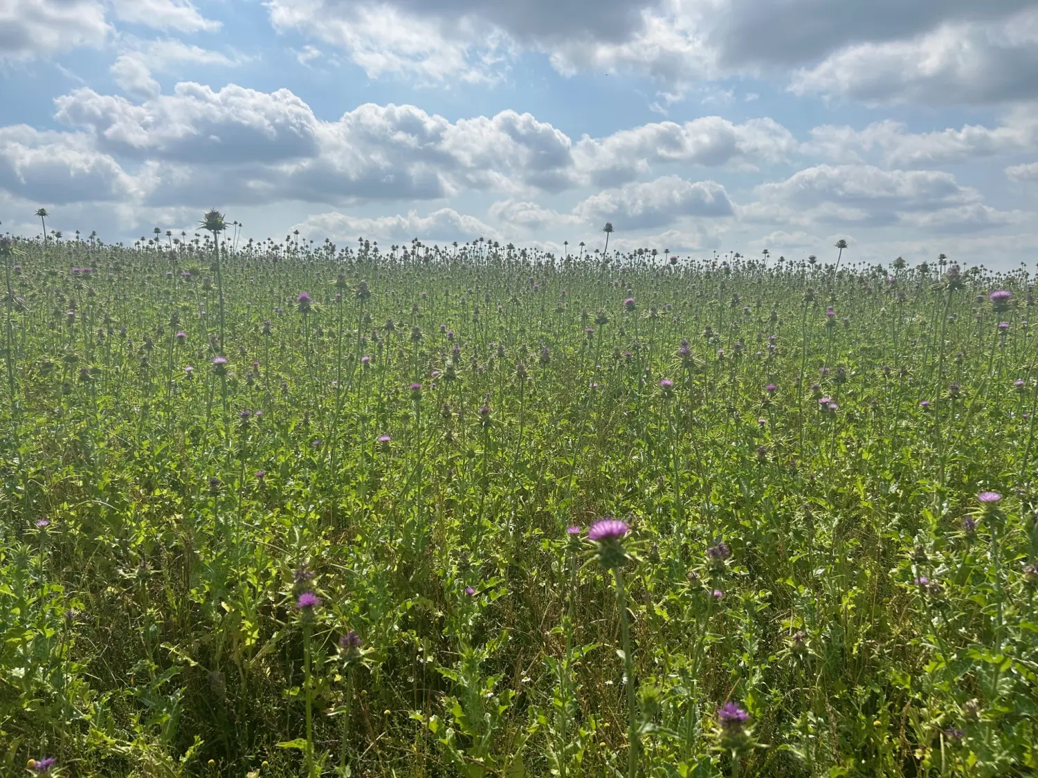 Grainfield von Weidehof Hermannshagen GbR