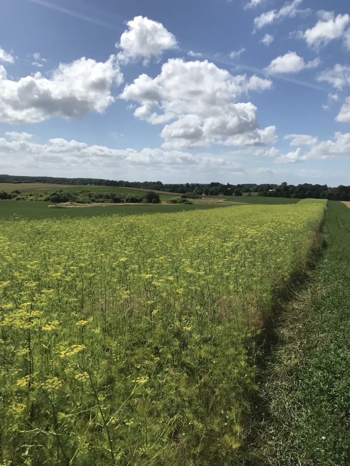 Grainfield von Weidehof Hermannshagen GbR