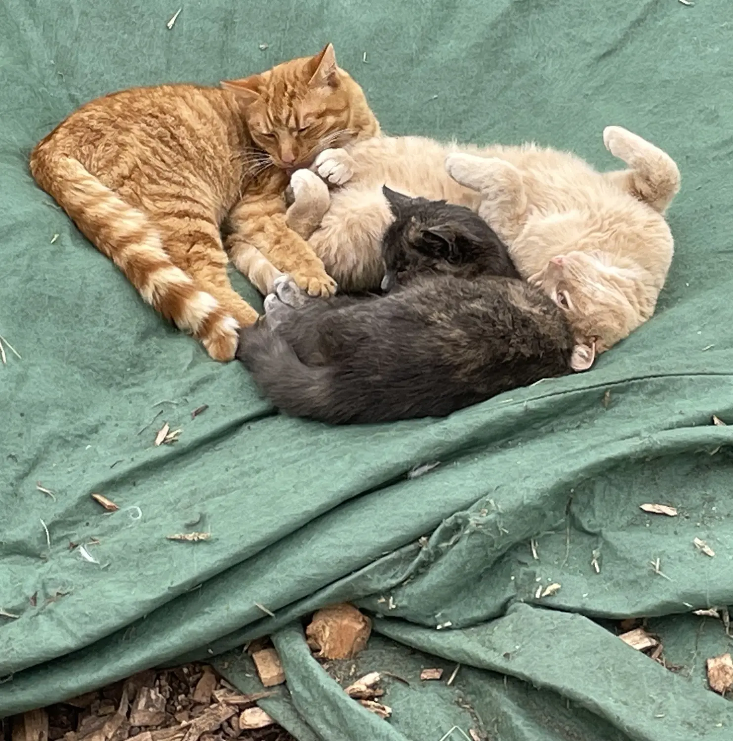 Katzen von Weidehof Hermannshagen GbR