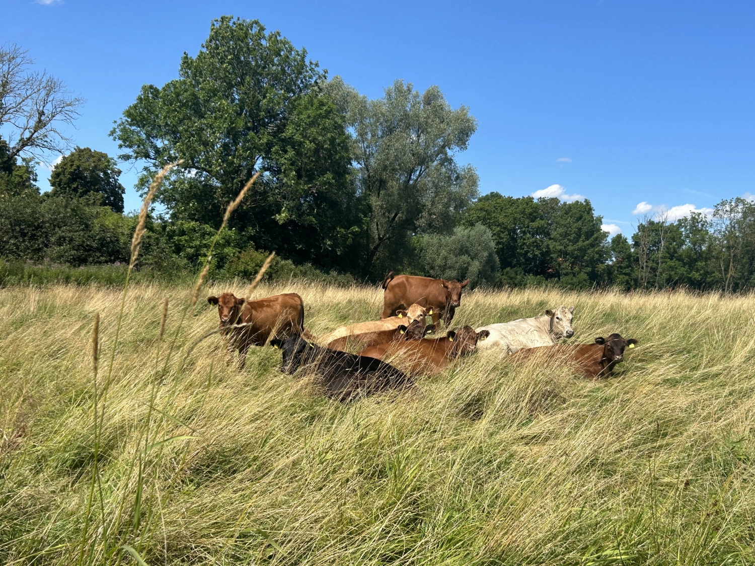 Rinder vom Weidehof Hermannshagen GbR