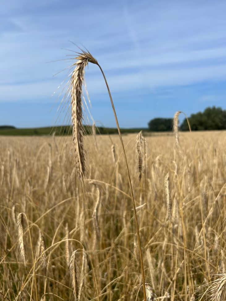 Rinder vom Weidehof Hermannshagen GbR